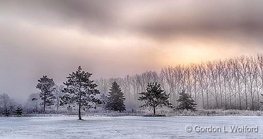 Trees In Foggy Sunrise_P1040473-5.jpg - Photographed at Smiths Falls, Ontario, Canada.